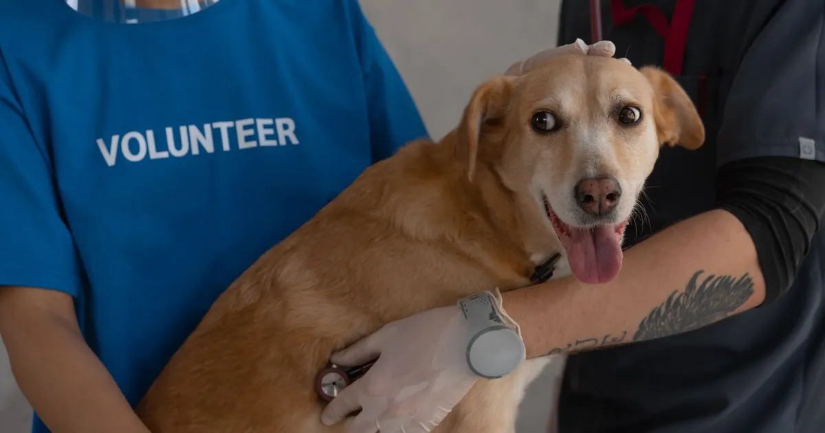 Un veterinario ausculta a un perro con un estetoscopio mientras un voluntario lo sostiene