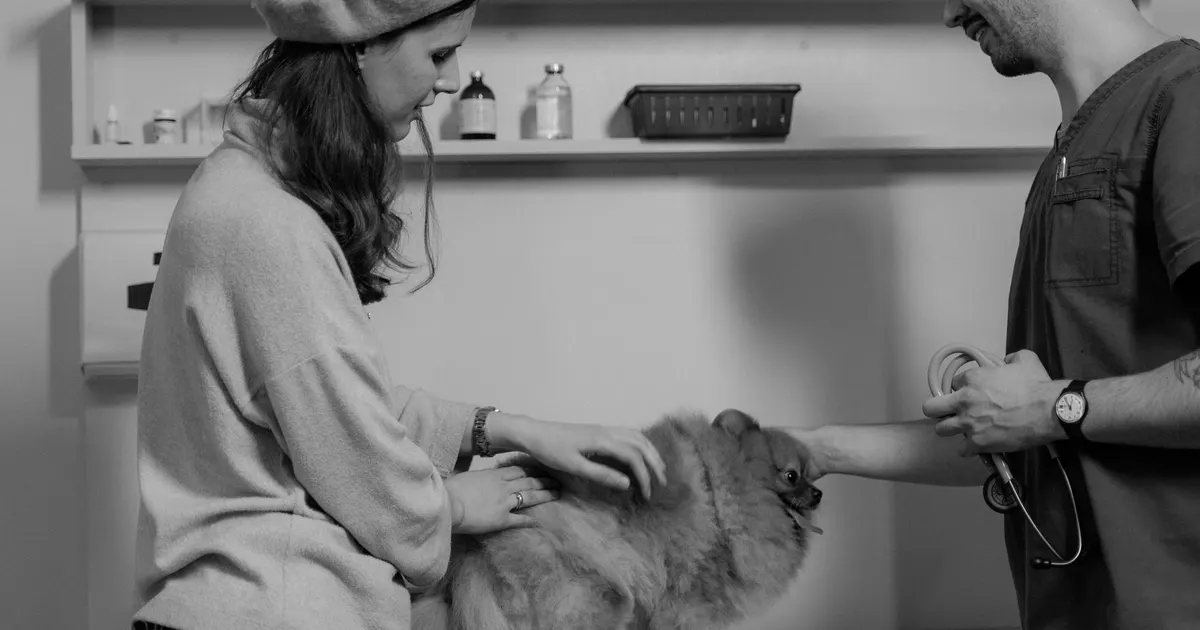 Veterinario conversa con una mujer que sostiene a su perro Pomerania en la consulta