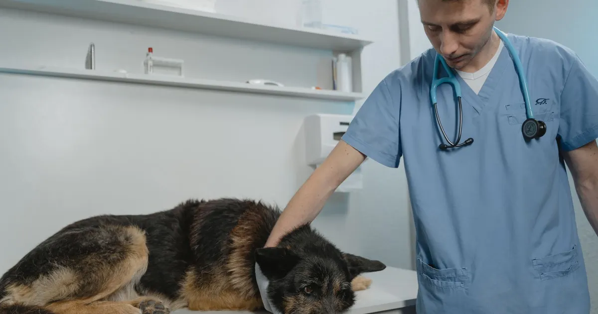 Perro de raza grande posicionado para tomografía computada de codo en clínica veterinaria