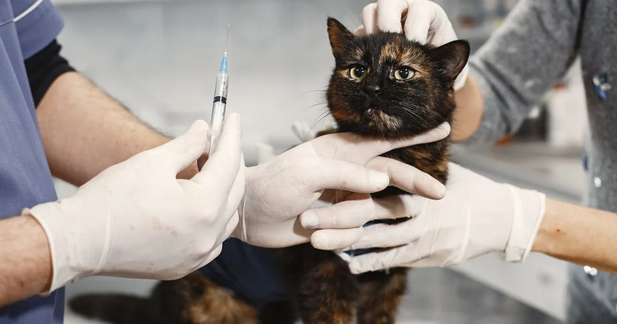 Veterinaria con guantes aplicando una inyección a un gato en un consultorio clínico