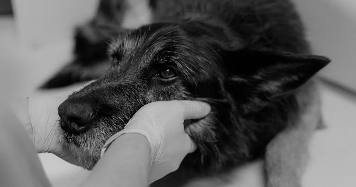Veterinario examina de cerca a un perro Pastor Alemán durante una consulta, en blanco y negro.