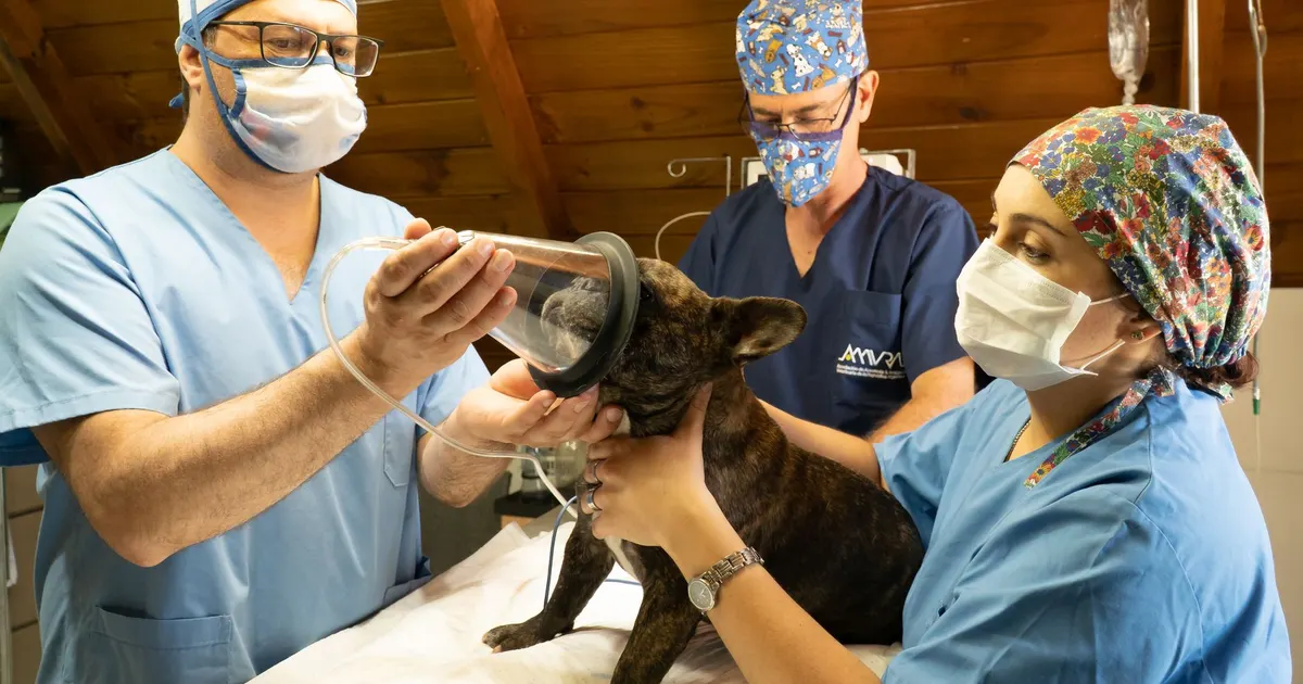 Veterinarios en una clínica preparan a un bulldog francés para un procedimiento con anestesia