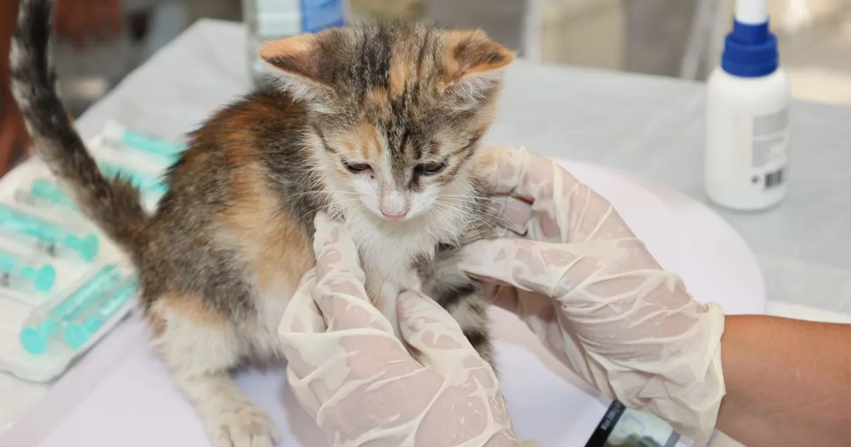 Gatito recibiendo atención veterinaria sobre una mesa, con guantes y jeringas visibles