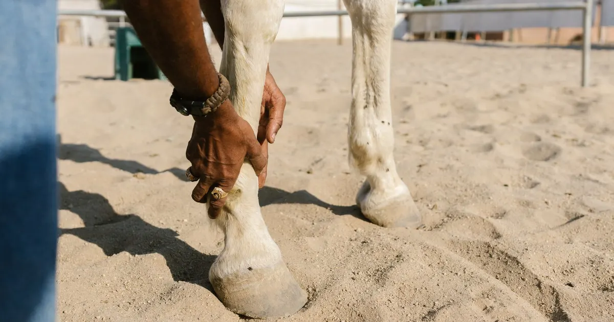 Manos de una persona sostienen y examinan la pata de un caballo sobre una superficie arenosa al aire libre